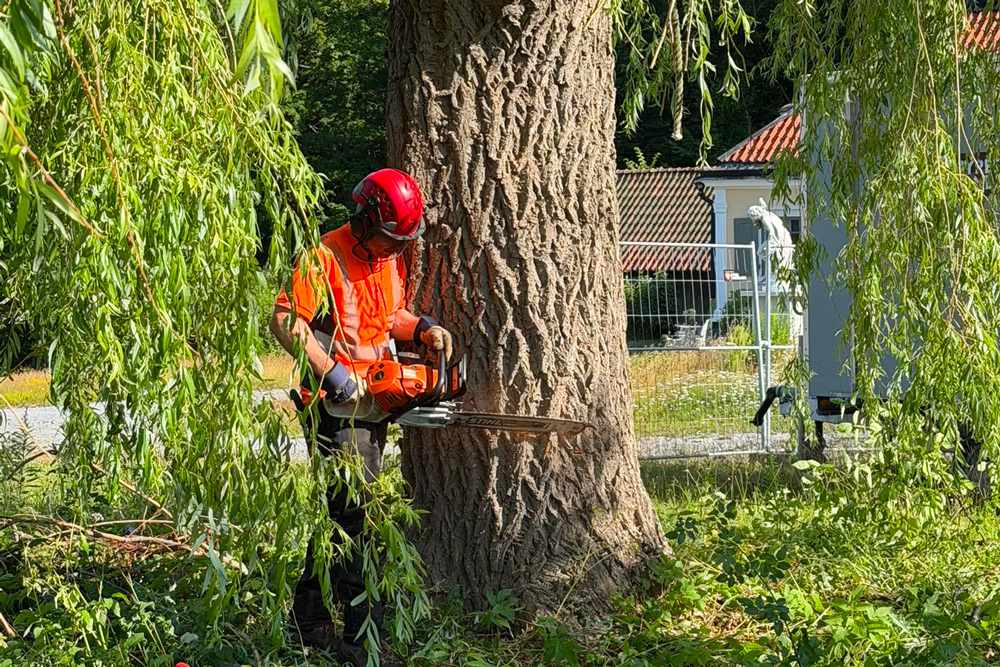 Man står och tar ner ett träd