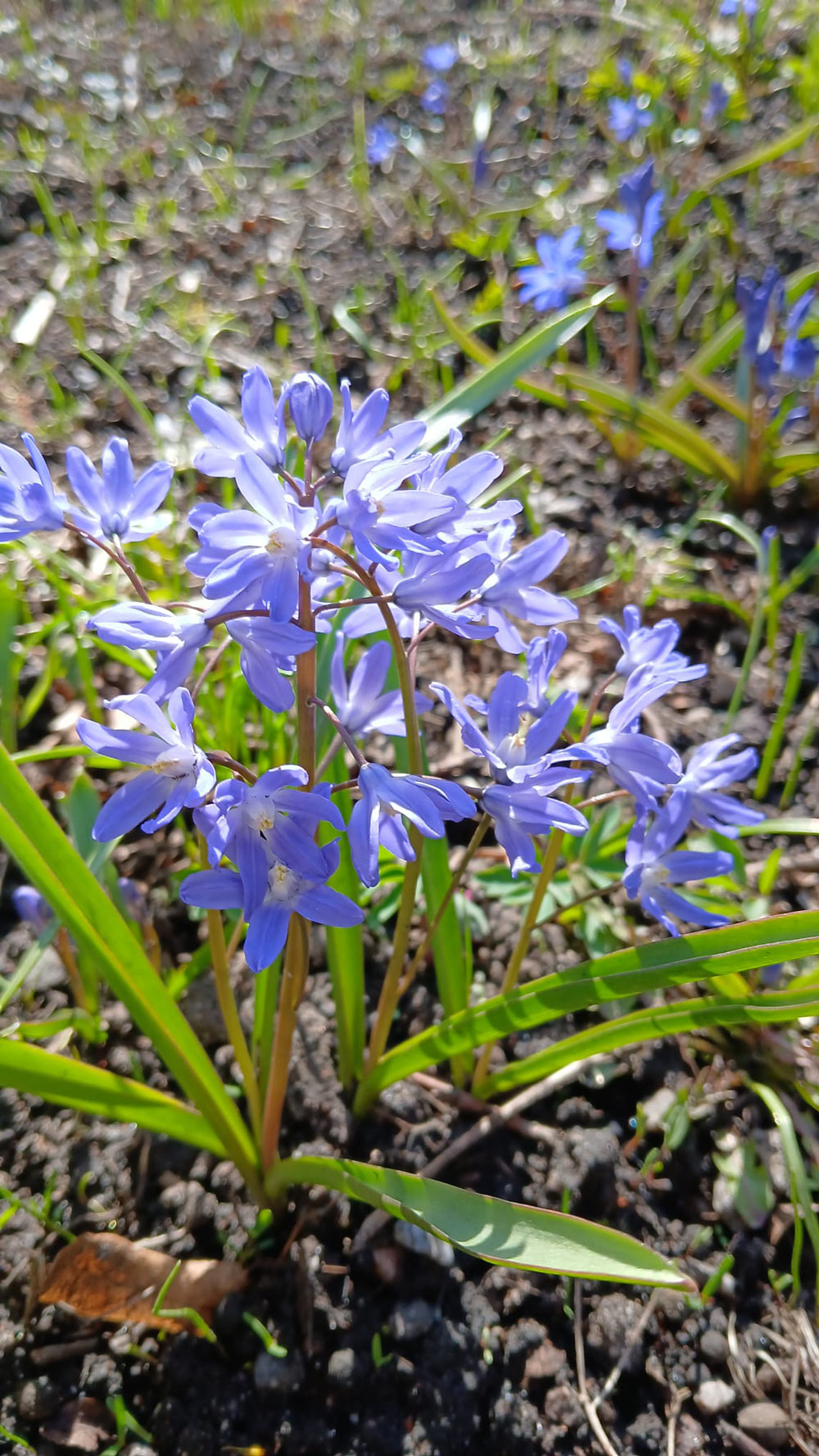 Foto av blåa blommor