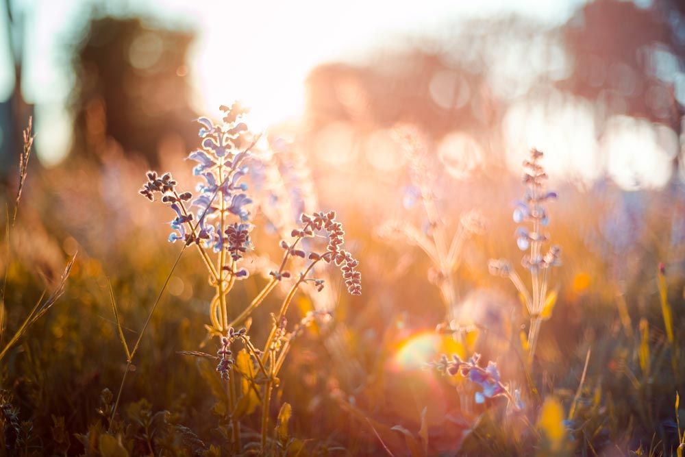 Härliga lila blommor i ett fält